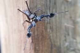 Image of Fringed Jumping Spider