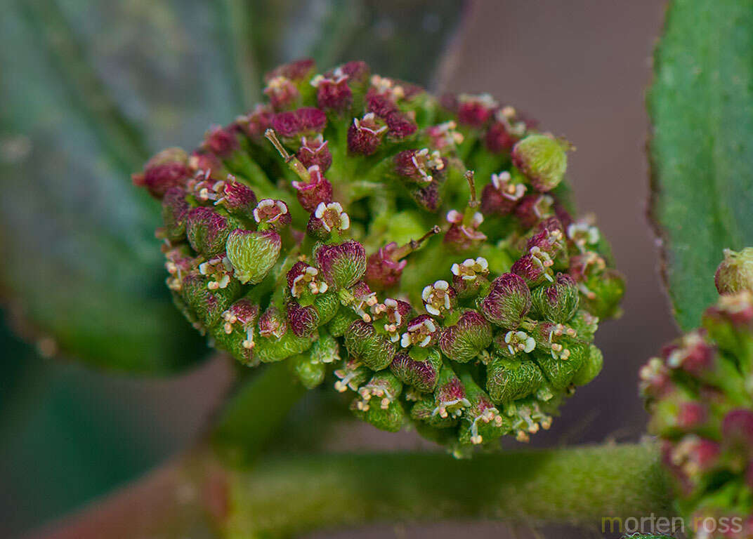 Sivun Euphorbia hirta L. kuva