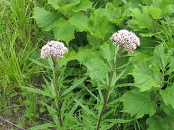 Eupatorium lindleyanum DC. resmi