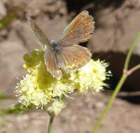 Euphilotes enoptes (Boisduval 1852)的圖片