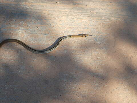 Image of Copper-headed Trinket Snake