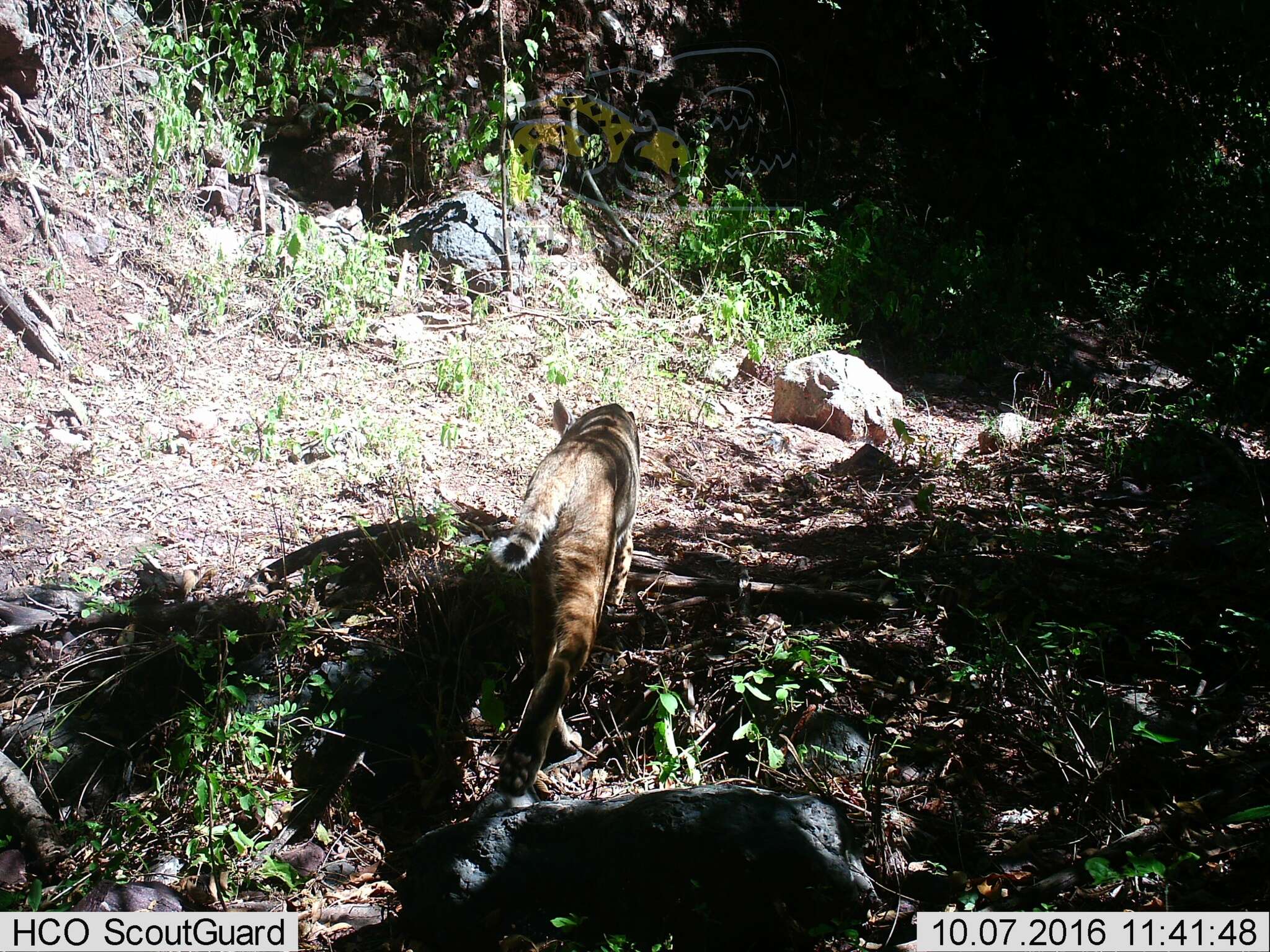 Imagem de Lynx rufus escuinapae J. A. Allen 1903