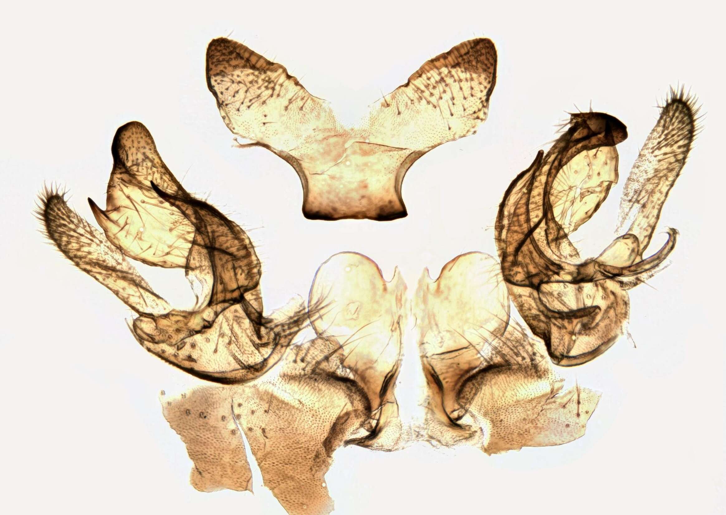 Image of Tipula (Vestiplex) scripta Meigen 1830