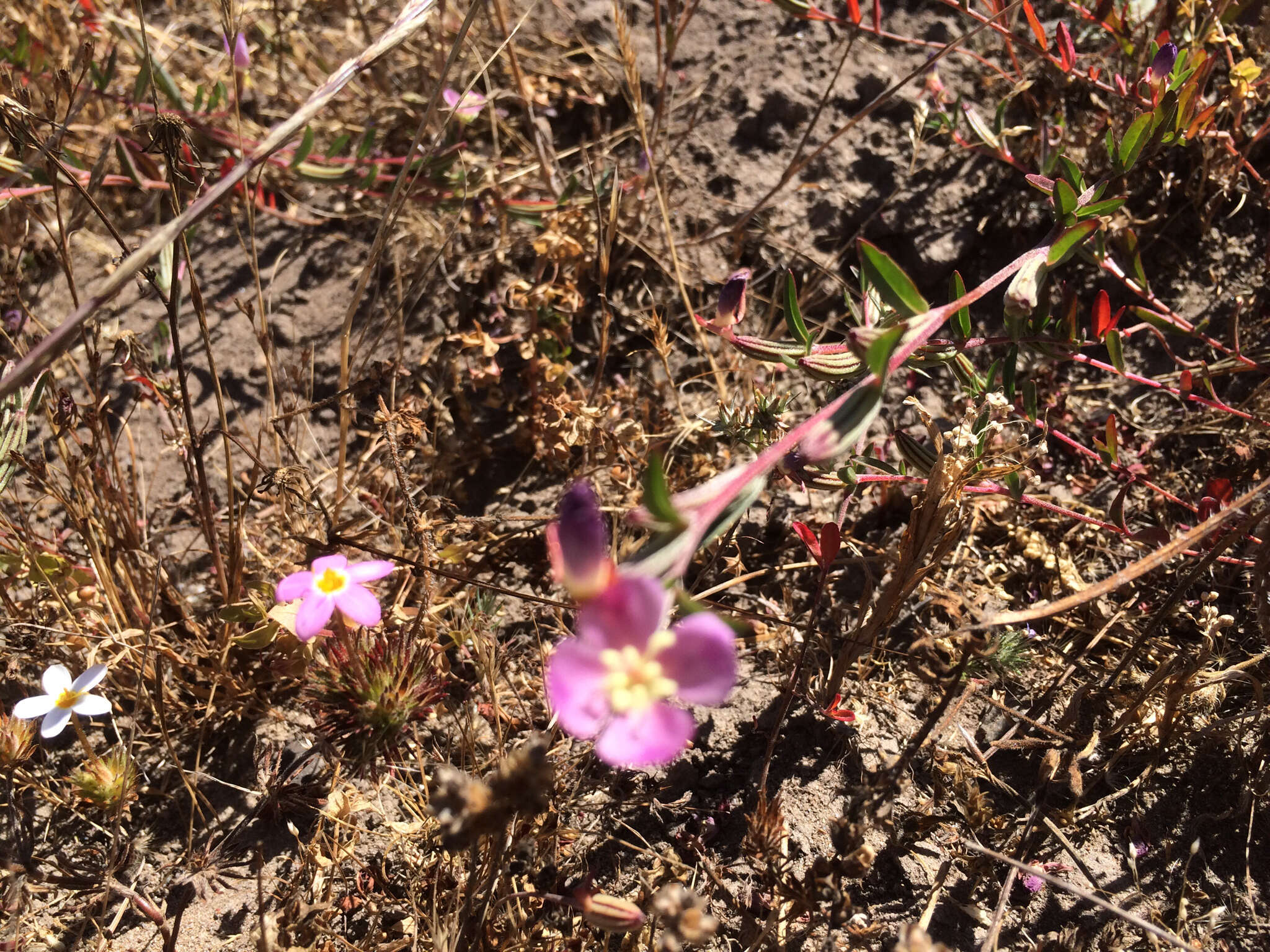 Plancia ëd Clarkia davyi (Jepson) H. & M. Lewis