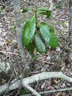 Image of Ixora margaretae (N. Hallé) Mouly & B. Bremer