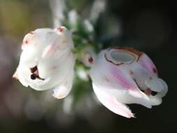 Image of Erica calcareophila E. G. H. Oliver