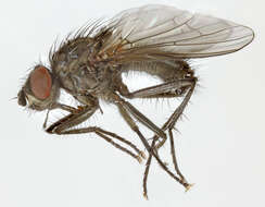 Image of root-maggot flies