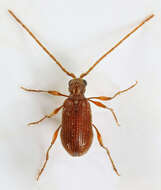 Image of common spider beetle