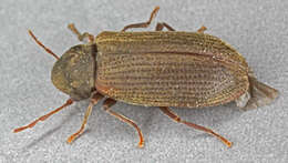 Image of furniture beetle