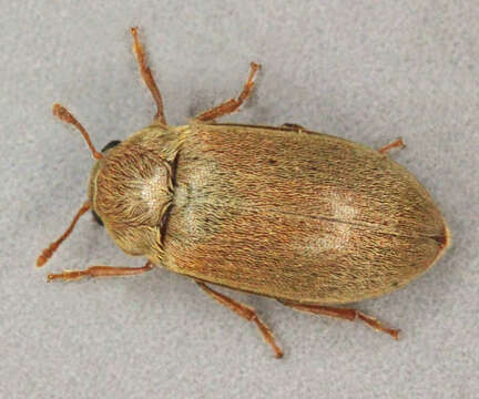 Image of Byturus tomentosus