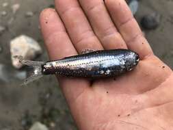 Image of California headlightfish