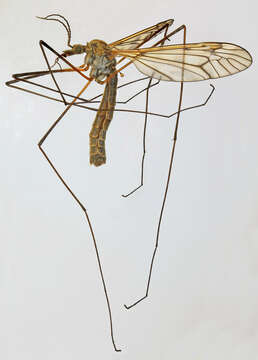 Image of Tipula (Pterelachisus) varipennis Meigen 1818