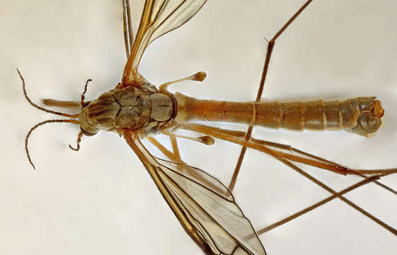 Image of Tipula (Pterelachisus) submarmorata Schummel 1833