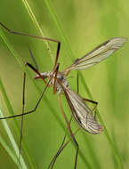 Image of Cranefly