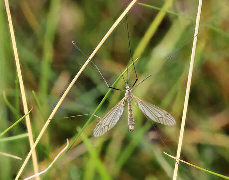 Image of Cranefly