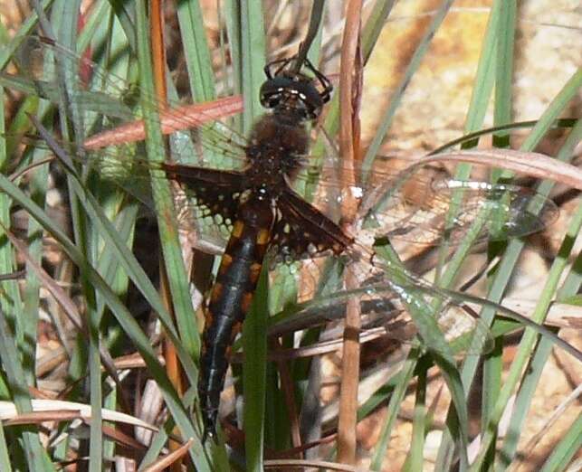 Image of Mantled Baskettail