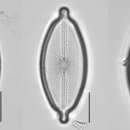 Sivun Decussiphycus placenta (Ehrenberg) Guiry & Gandhi 2019 kuva