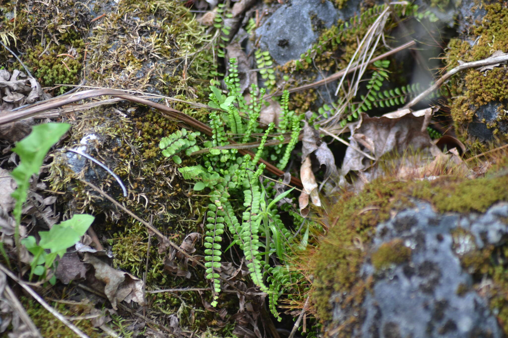 Imagem de Asplenium trichomanes subsp. quadrivalens D. E. Meyer