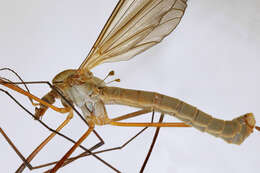 Image of Cranefly