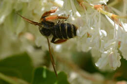 Image of Andrena prunorum Cockerell 1896
