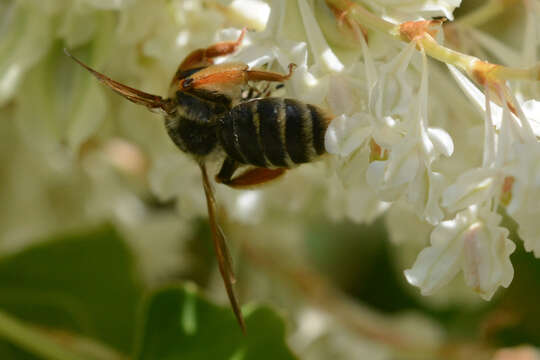 Andrena prunorum Cockerell 1896 resmi