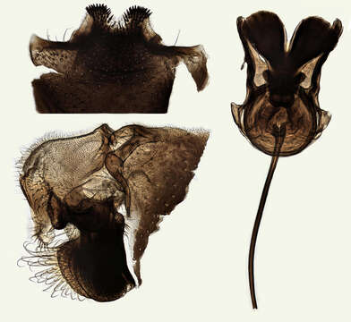 Image of Tipula (Yamatotipula) lateralis Meigen 1804