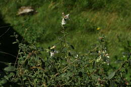 Image de Antirrhinum sempervirens Lapeyr.