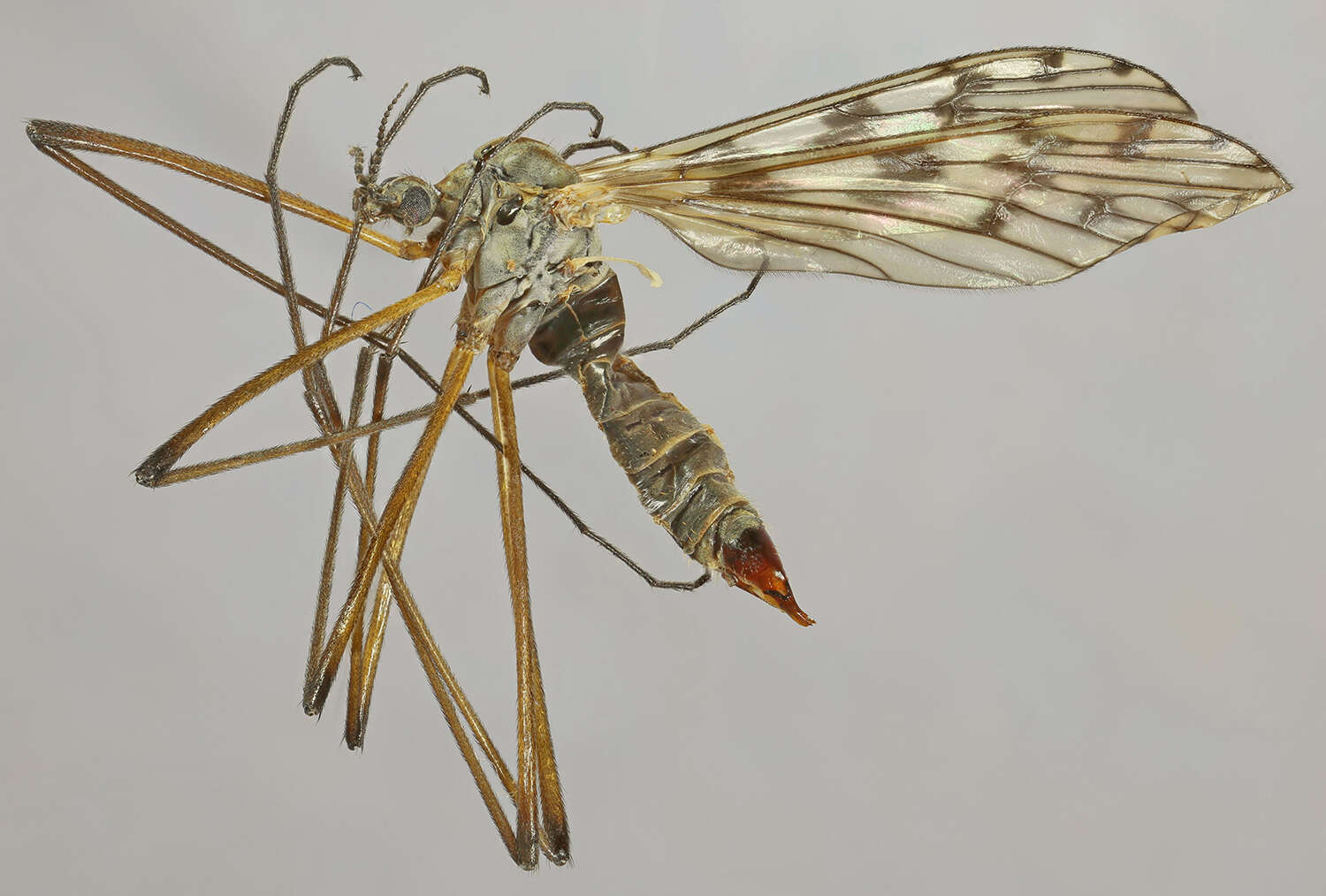 Imagem de Dactylolabis (Dactylolabis) sexmaculata (Macquart 1826)