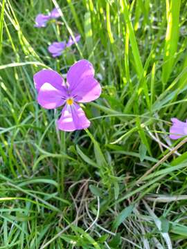 Image of Viola bertolonii Pio