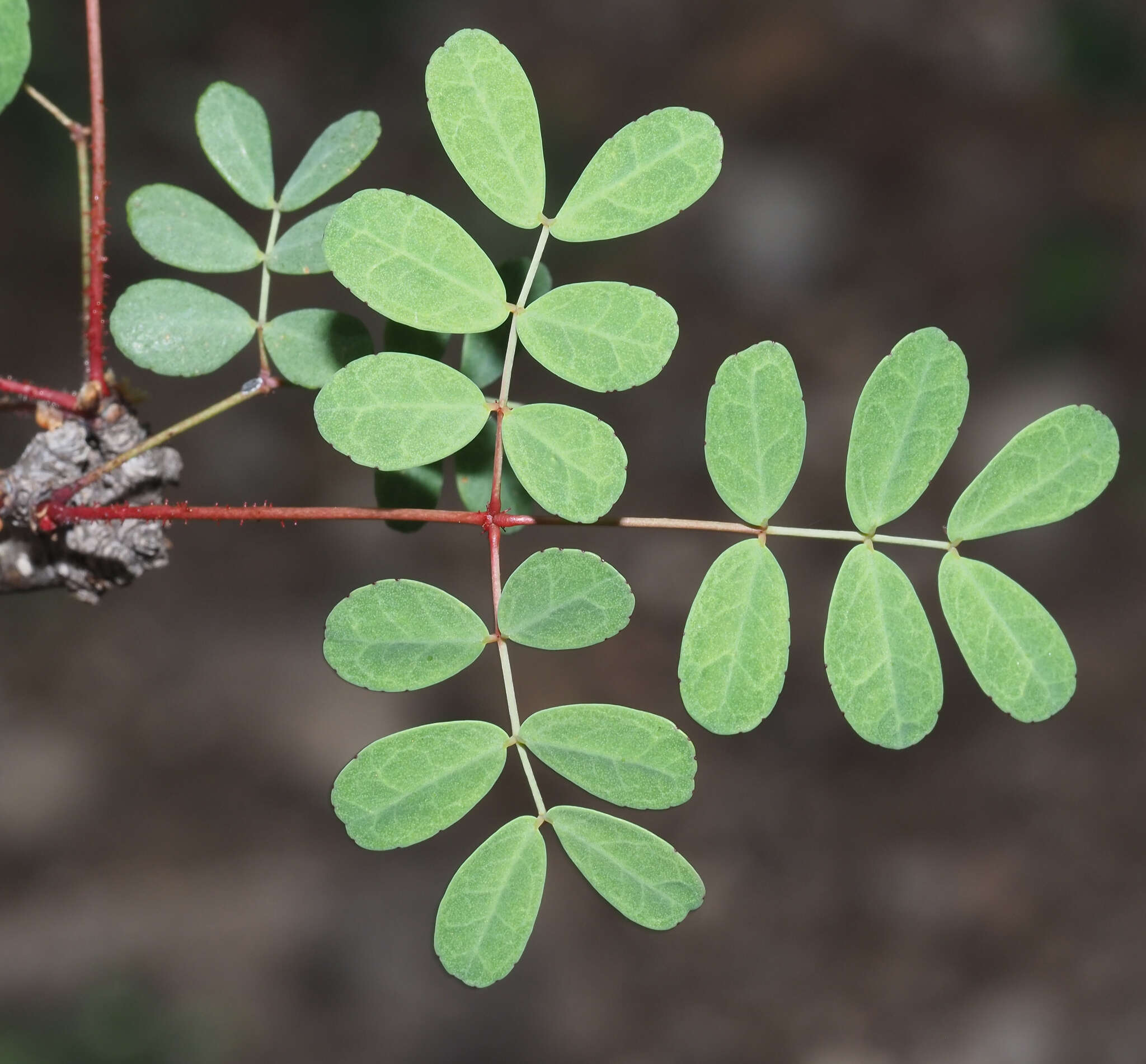 Image of <i>Erythrostemon melanadenius</i>