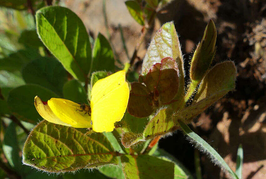 Image of Rhynchosia angulosa Schinz