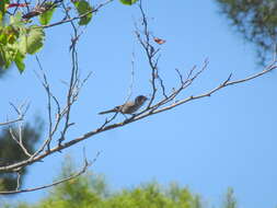 Image de Curruca melanocephala (Gmelin & JF 1789)