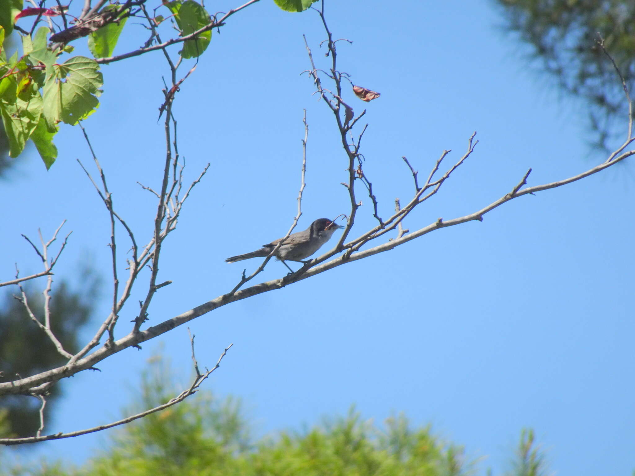 Image de Curruca melanocephala (Gmelin & JF 1789)