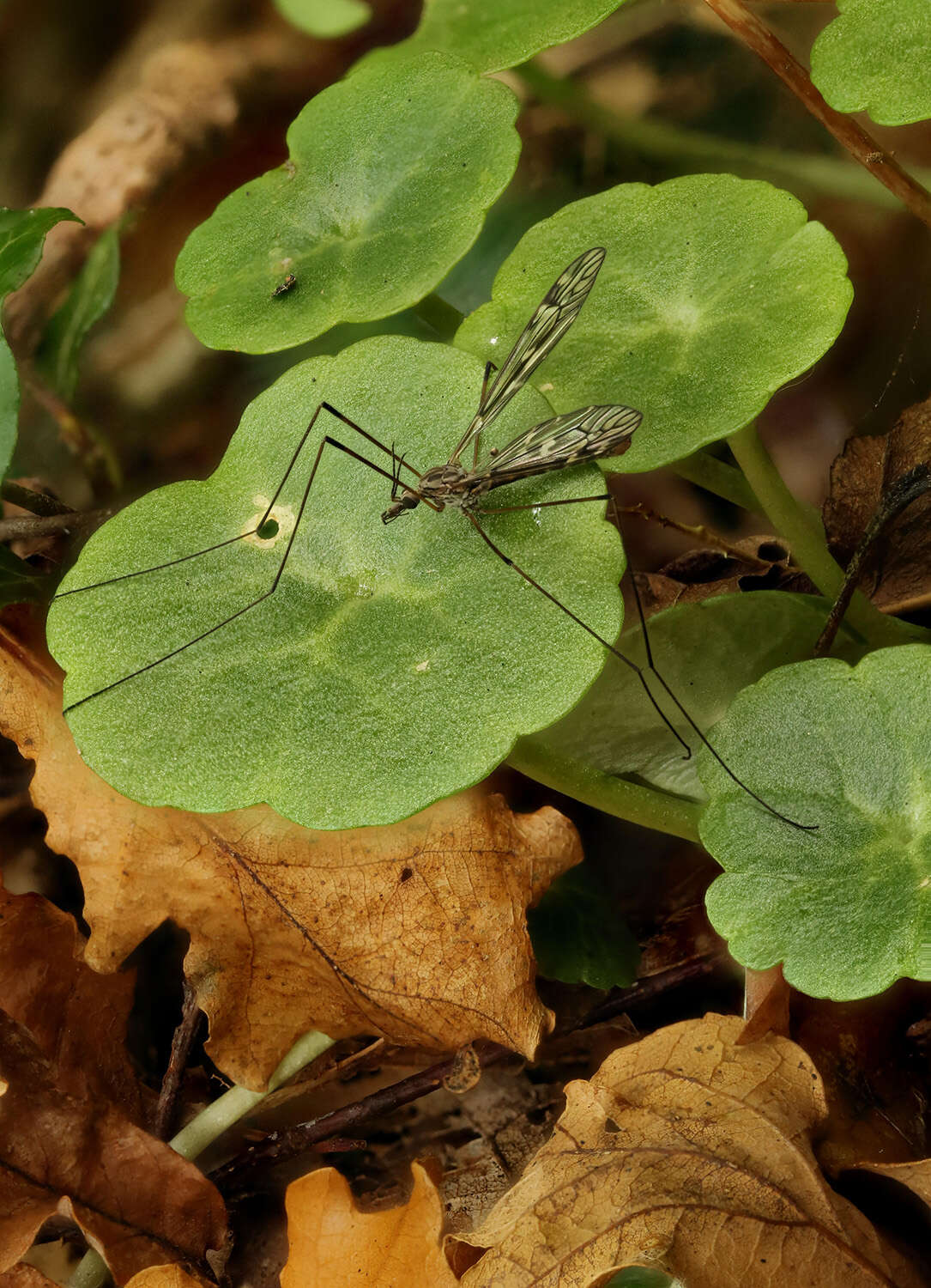 Image of Tipula (Savtshenkia) confusa van der Wulp 1883