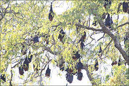 Image of Madagascan Flying Fox