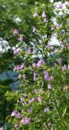 Image of Red hemp-nettle