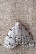 صورة Dyspyralis puncticosta Smith 1908