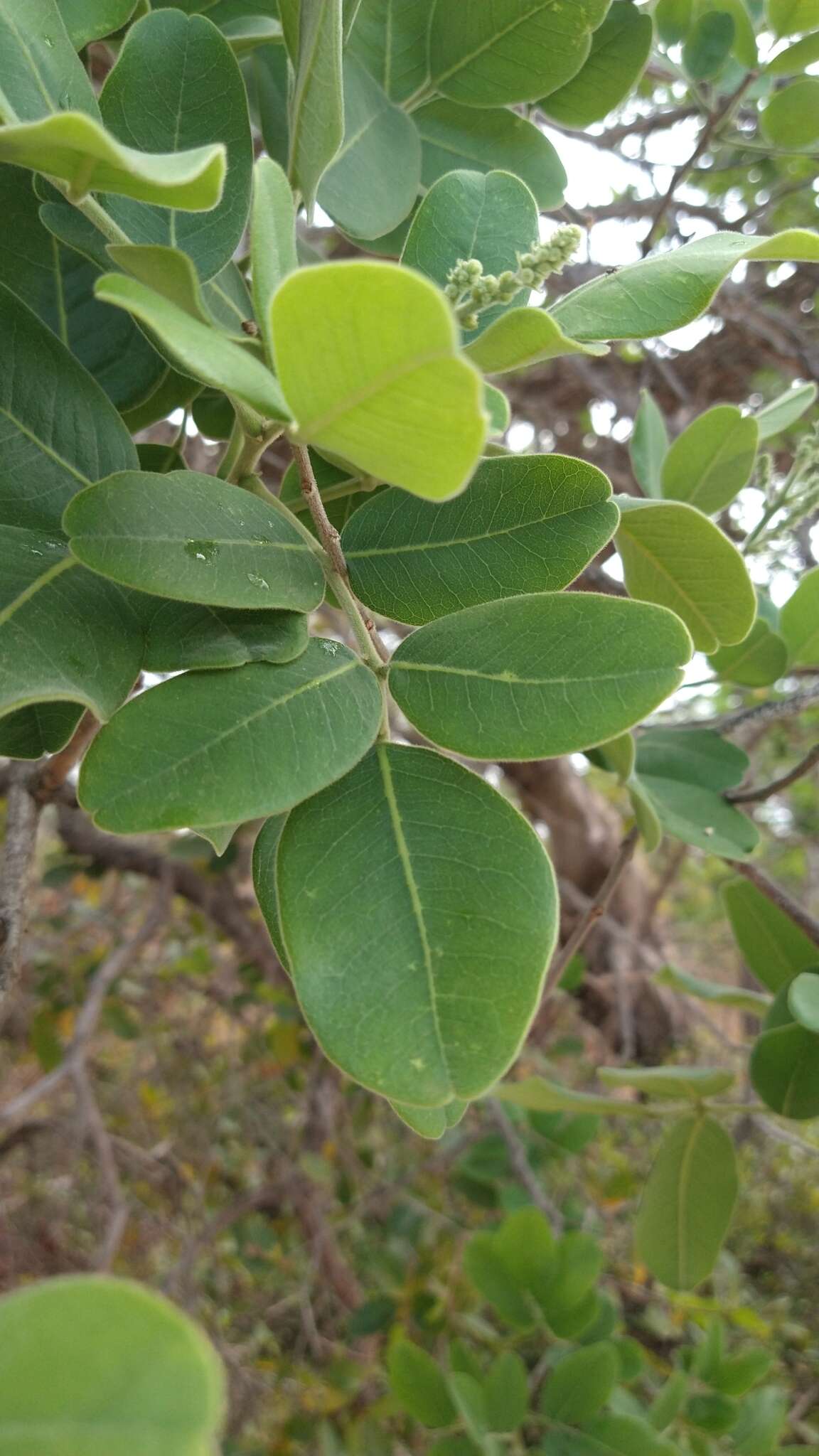 Sivun Acosmium dasycarpum (Vogel) Yakovlev kuva