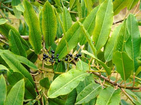 Image of Sapium lateriflorum Hemsl.