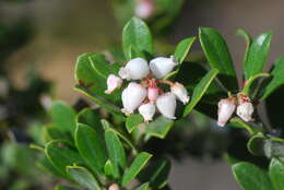 Image of woollyleaf manzanita