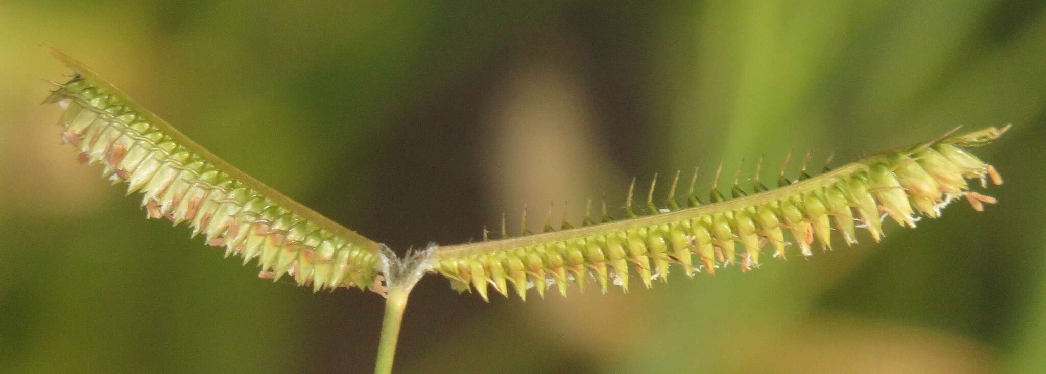 Image of Sign grass