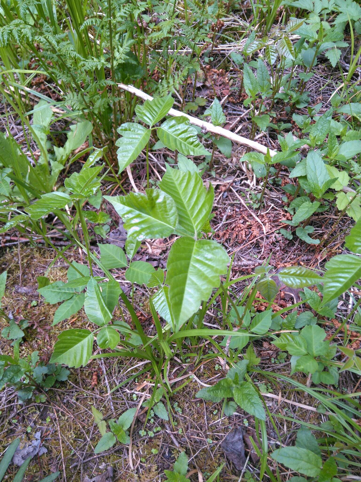 Image of western poison ivy