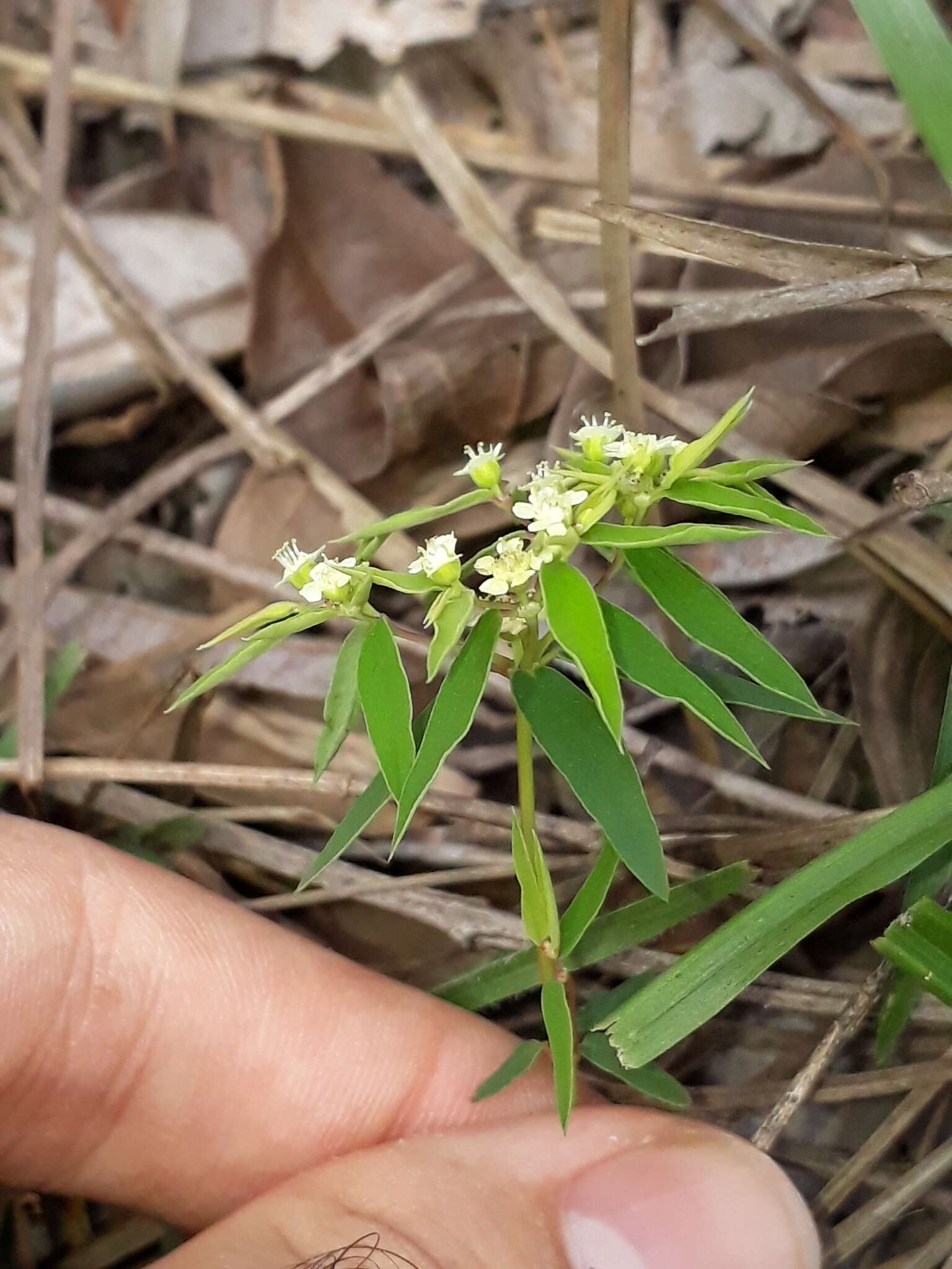 Image of Euphorbia potentilloides Boiss.