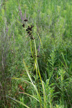 Scirpus atrovirens Willd. resmi