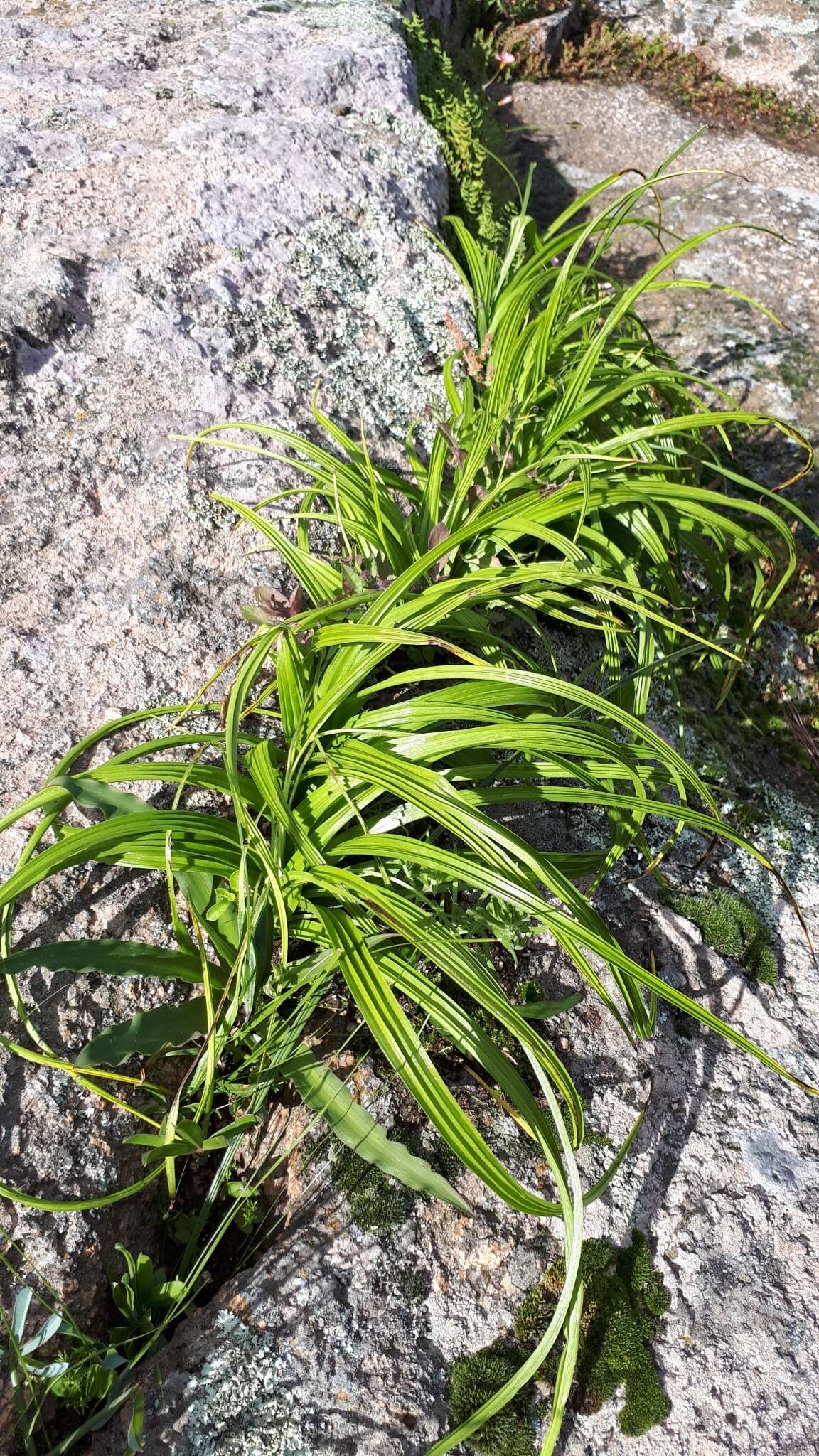 Image of Empodium veratrifolium (Willd.) M. F. Thomps.