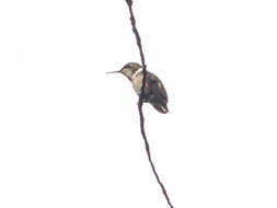 Image of Rufous-shafted Woodstar