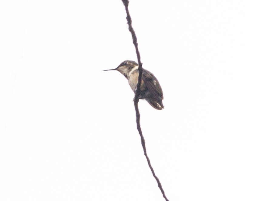 Image of Rufous-shafted Woodstar