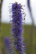 Image de Veronicastrum sibiricum var. yezoense Hara