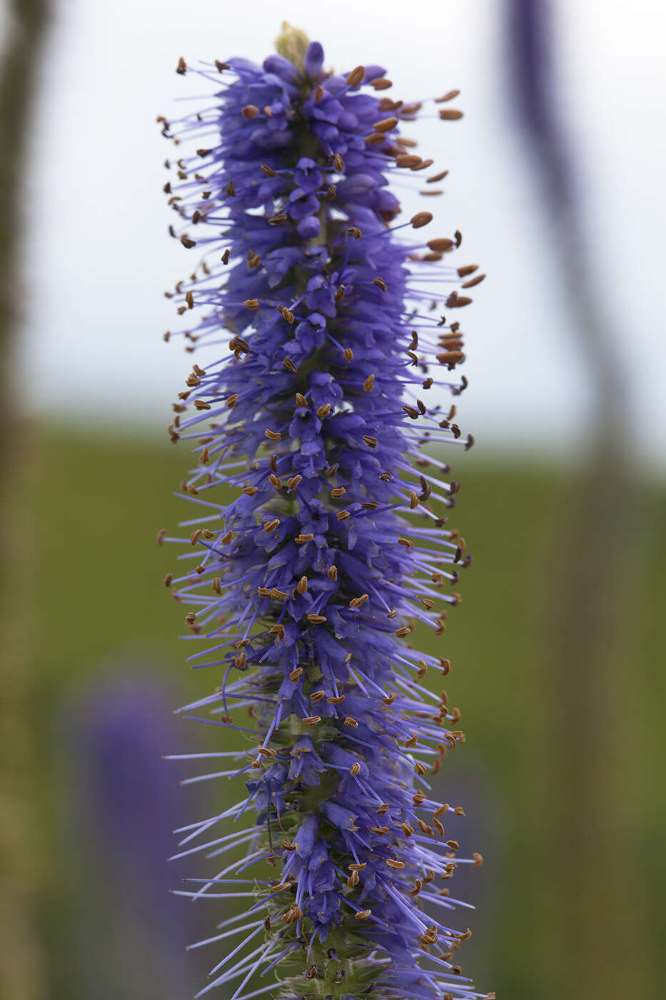 صورة Veronicastrum sibiricum var. yezoense Hara