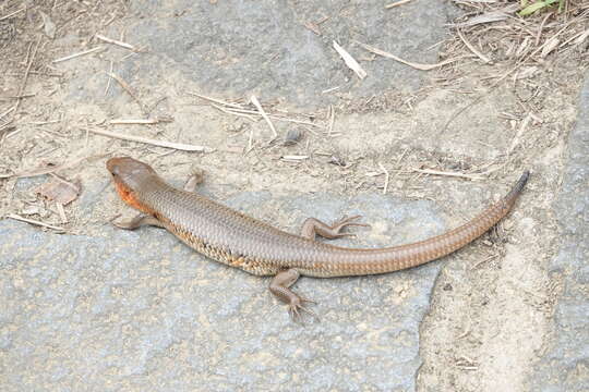 Plestiodon chinensis (Gray 1838) resmi